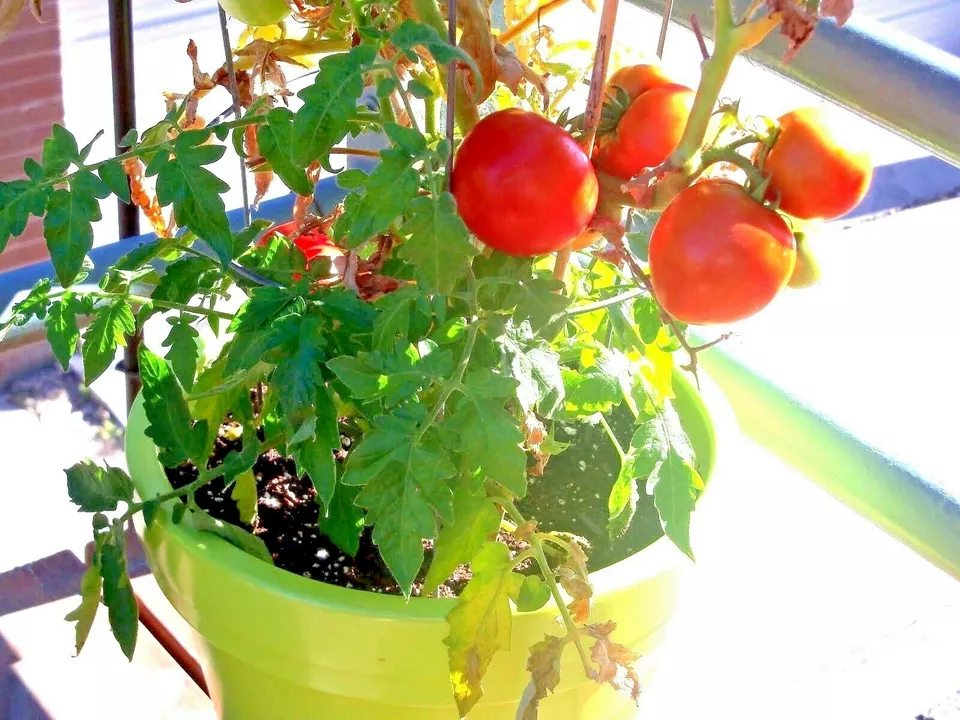 25 Patio BUSH TOMATO Seeds Organic Vegetable Garden  - $13.25