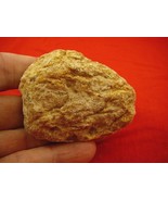 (k-3009) 60 g Rare Kauri tree Gum copal young Amber New Zealand Tane Mahuta - $79.46