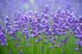800Lavender Seeds - Grow Your Own Beautiful, Fragrant Lavender  - £8.79 GBP