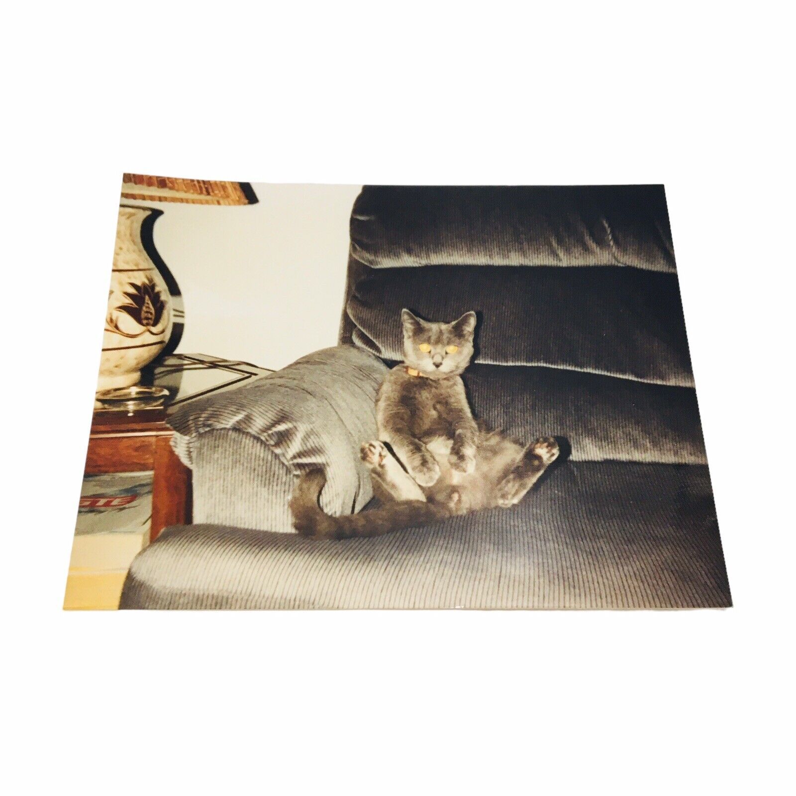 CUTE KITTY CAT SITTING LIKE A HUMAN VINTAGE PHOTO SNAPSHOT - $23.70