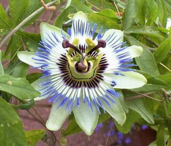 USA Blue Crown Passion Flower Vine Passiflora Caerulea 10 Seeds - £8.64 GBP