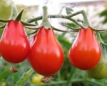 50 Red Pear Tomato Seeds Heirloom Fast Shipping - $8.99