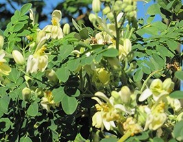 Organic Moringa Tree of Life Horseradish or Drumstick Tree Fresh Non-GMO Seeds - $8.91