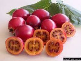 FREE SHIPPING Tamarillo Tomato Tree {Solanum betaceum} Organic 20 seeds - $13.99