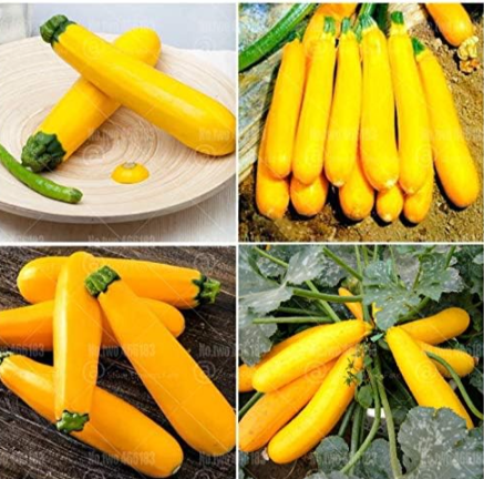 Zucchini Banana Seed Rare Yellow Squash Seed - $16.99