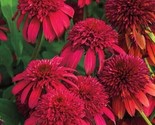 Double Cranberr Coneflower Seeds Echinacea Perennial Flower 50+ Pure Seeds - $5.99