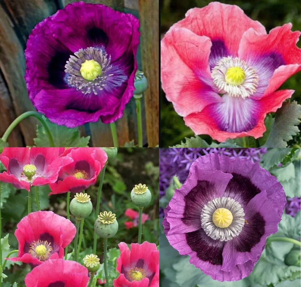 500 Seeds Poppy DELUXE MIX Breadseed Poppies Large Blooms Decorative Pods - £12.02 GBP