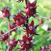 NEW BELLFARM Roselle Ilibiscus Seeds, 100 Seeds/pack, Heirloom Chinese Herb Tea  - £6.68 GBP