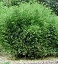 4 Plants -Bamboo Plant David Bisset/Phyllostachys-VERY Cold Hardy To -15 Degrees - $1,000.00