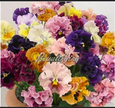 Mixed Color Pansy Bonsai Wavy Viola Tricolor Flower Bonsai Bright Folwer Mini Bo - $12.62