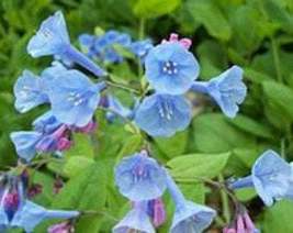 100 virginia blue bells,mertensia virginica - £43.95 GBP