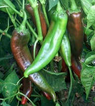AW Joe E. Parker Chili Pepper Seeds Non-Gmo Numex Chile Chiles Rellenos ... - $8.99