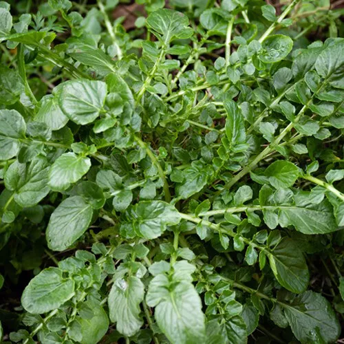 SYST 1000 Seeds Cress Upland Cress Creasy Green Heirloom Catalog Home Ga... - $13.06 CAD