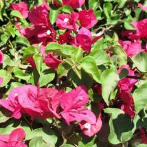 La Jolla Bougainvillea starter/plug Plant Well Rooted Ships Bare Root Garden - £38.65 GBP
