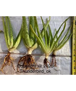 1 Small Aloe Vera Plant live - $7.61