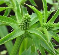 Semilir 1000 Culantro Seeds Recao Ngo Gai Non-Gmo Eryngium Vegetable Suppliers - £7.39 GBP