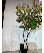 3 year old Pink Rhododendron, Dwarf PJM Lavender live plant 18-26 inches - $39.66 CAD