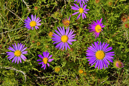 100 Purple Smooth Violet Prairie Aster Aster Tanacetifolia Flower Seeds - £6.58 GBP