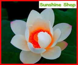 Red Heart Lotus Flower 20 Seeds Gorgeous Aquatic Plant Fresh - £9.74 GBP