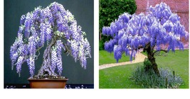 Chinese Blue Wisteria sinensis Tree 10 Seeds Fast Flower Vine Hardy Bonsai Plant - £19.66 GBP
