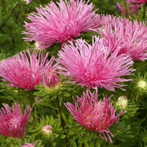 New Fresh Seeds Aster Seeds Aster Callistephus Salmon Needle Flower Seed... - $13.06