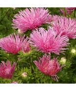 New Fresh Seeds Aster Seeds Aster Callistephus Salmon Needle Flower Seed... - $248.22 MXN