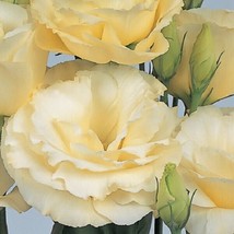 LISIANTHUS SEEDS BOREALIS YELLOW 25 PELLETED SEEDS FLOWER    - £18.04 GBP
