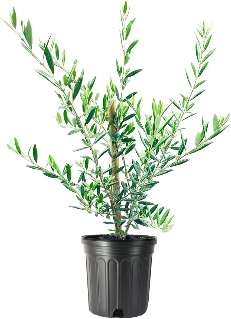 Arbequina Olive Tree Live Gallon Pot Grow Your Own Olivesndoors and Out - £53.46 GBP