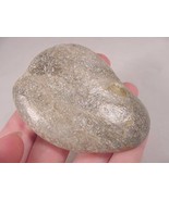 (F832-D) shiny polished Petoskey stone fossil coral specimen Michigan st... - $406.07 MXN