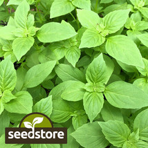 CLK Lemon Basil Seeds 1,000 Seeds Heirloom Non-GMO 1129 - $4.56