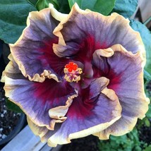 20 Cream Purple Pink Hibiscus Seeds Flowers Flower Seed Perennial Bloom 452 - $6.70