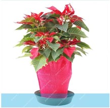 Poinsettia Euphorbia Pulcherrima Seeds Red Flowers New Fresh Seeds USA - $13.80