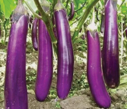 SGH 150 Long Purple Eggplant Seeds Heirloomseed 2025 USA Seller Planting Seeds - £6.78 GBP