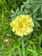 Sell Store 50 Mexican Alaska Marigold Seeds Large Petals Beautiful From US - $8.87