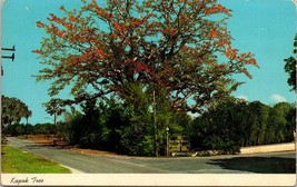 The Kapok Tree in Bloom Clearwater Florida FL Route No 593 Vintage Postcard View - £3.35 GBP