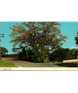 The Kapok Tree in Bloom Clearwater Florida FL Route No 593 Vintage Postc... - £3.35 GBP