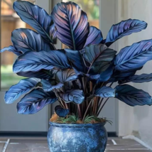 KingStore 25 Seeds Gray Blue Calathea Flowers Easy To Grow Garden - $10.55