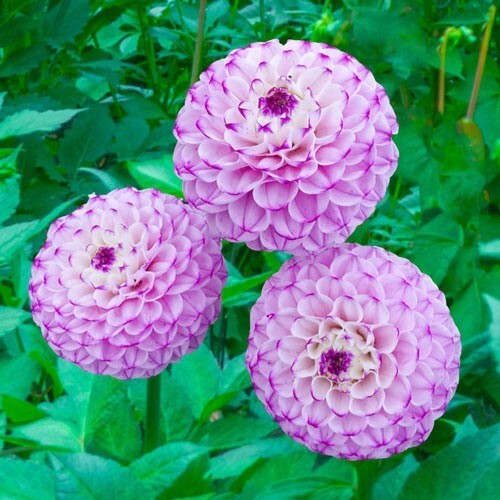 25 Genova Dahlia Perennial Flowers Seeds Flowering Seeds Bloom Easy To G... - $11.97