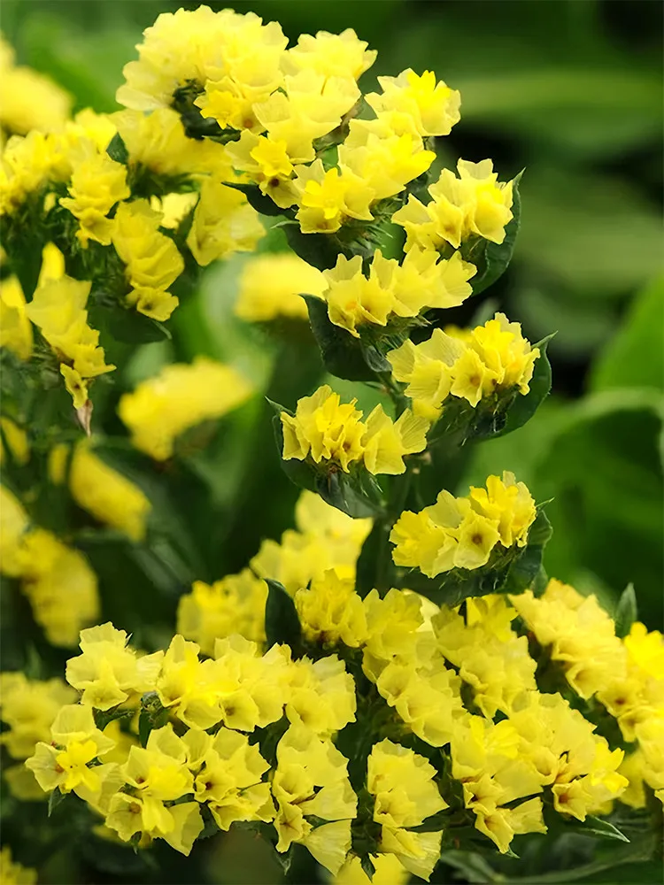 FA Store 500 Pcs/Bag Yellow Sea Lavender Seeds Coloring Your Garden - £5.85 GBP