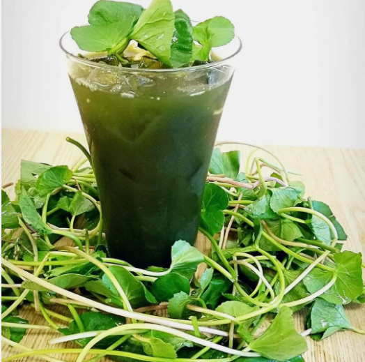 VN 500 Pennywort Seeds, Gotu Kola , Centella Asiatica, Rau Ma Seeds Gard... - £7.22 GBP