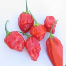 25 Caribb EAN Red Habanero Hot Pepper Seeds Nongmo - £8.68 GBP