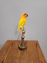 J195 Yellow Lovebird Bird Mount Taxidermy - £125.16 GBP