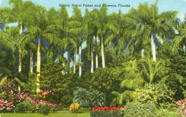 Sunken Gardens Unposted Vintage Postcard St. Petersburg Florida Royal Palms - £10.27 GBP