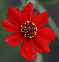 HT 1340 Seeds Coreopsis Plains Dwarf Red Flower Groco Garden Seeds - $186.58 MXN
