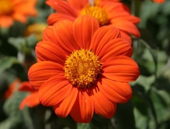 KS Mexican Torch Sunflower Fresh Heirloom Organic Non Gmo Planting 25 Se... - $9.70