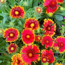 Indian Blanket Seeds Seeds Gaillardia Pulchella Gaillardia Seeds Flower ... - £10.03 GBP