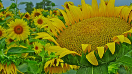 Sunflower Giant Mammoth Yellow Flower Large 15 Seeds 10 - £3.93 GBP