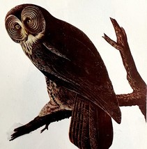 Great Gray Owl 1950 Lithograph Art Print Audubon Bird First Edition DWU14D - $558.38 MXN