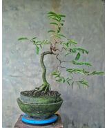 Bonsai Tamarindus Javanicus real pick  - $325.00