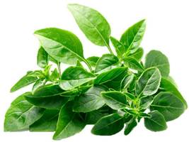 Ship From Us 10,000 Basil Spicy Globe Herb Seeds, ZG09 - £37.26 GBP